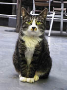 otsujikitahara.jpg