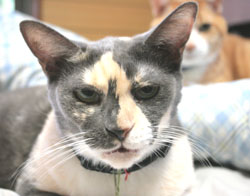 nekochanhamano.jpg